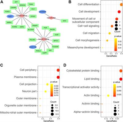 Construction and Comprehensive Analysis of ceRNA Networks and Tumor-Infiltrating Immune Cells in Hepatocellular Carcinoma With Vascular Invasion